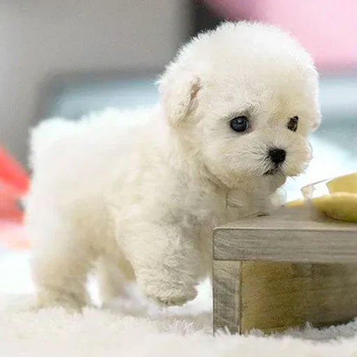Schattige Pluche Puppy Knuffel – Realistisch Hondje als Speelgoed & Cadeau
