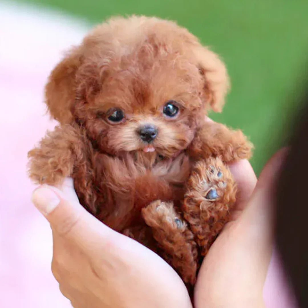 Schattige Pluche Puppy Knuffel – Realistisch Hondje als Speelgoed & Cadeau