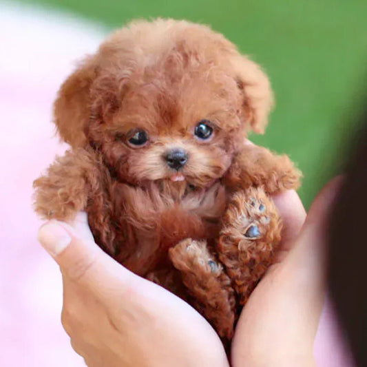 Schattige Pluche Puppy Knuffel – Realistisch Hondje als Speelgoed & Cadeau